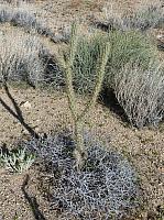 Mojave reserve (4).JPG